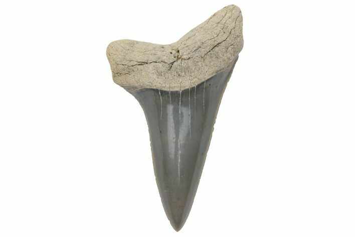 Fossil Mako Tooth - Lee Creek (Aurora), NC #220059